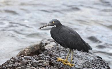 Egretta sacra sacra (J. F. Gmelin, 1789) 岩鷺