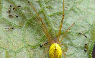 Tylorida striata (Thorell, 1877) 條紋高腹蛛