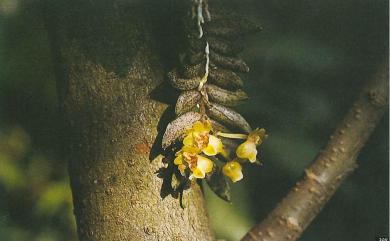 Gastrochilus fuscopunctatus 紅斑松蘭