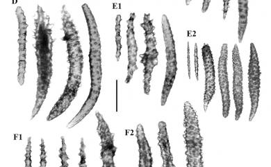 Siphonogorgia variabilis (Hickson, 1903) 變異管柳珊瑚