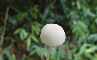 Entoloma sericellum (Fr.:Fr.) Kumm. 絹毛粉褶菌