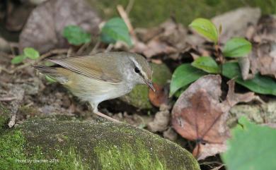 Urosphena squameiceps (Swinhoe, 1863) 短尾鶯