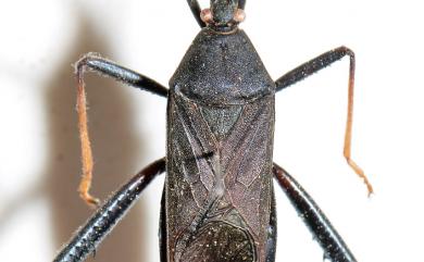 Notobitus meleagris (Fabricius, 1787) 黑竹緣蝽