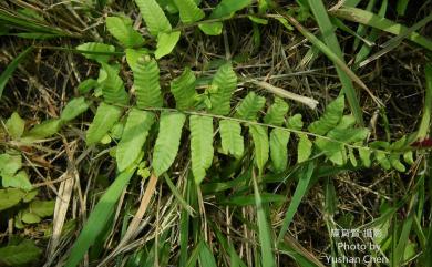 Ampelopteris prolifera (Retz.) Copel. 星毛蕨