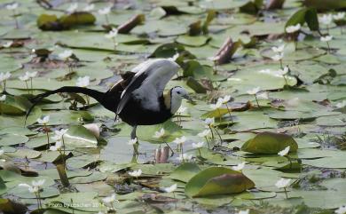 Hydrophasianus chirurgus (Scopoli, 1786) 水雉