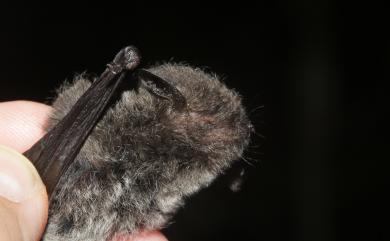 Myotis secundus Ruedi, Csorba, Lin & Chou, 2015 長趾鼠耳蝠