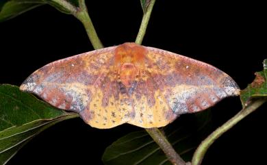 Oreta fuscopurpurea Inoue, 1956 鉛斑帶鉤蛾