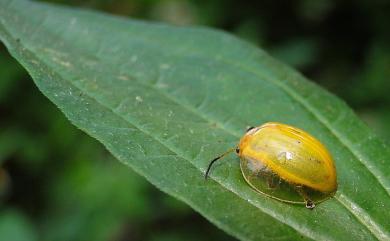 Oides epipleuralis Laboissiere, 1929 黃偽瓢螢金花蟲