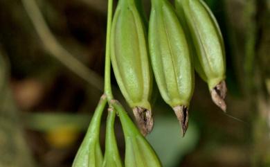 Bulbophyllum macraei (Lindl.) Rchb.f. 烏來捲瓣蘭