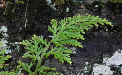 Selaginella moellendorffii Hieron. 異葉卷柏