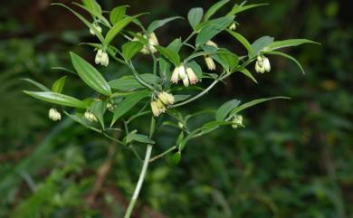 Disporum taiwanense S.S.Ying 紅花寶鐸花