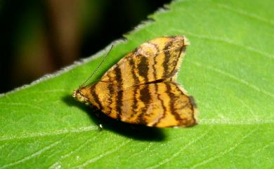 Choreutis amethystodes (Meyrick, 1914) 土紋桑舞蛾