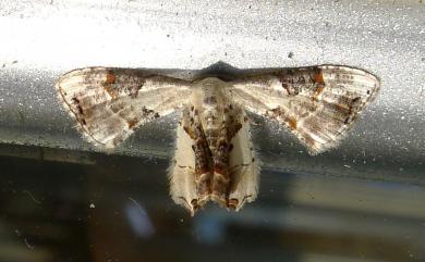 Oroplema plagifera (Butler, 1881) 黑斑雙尾蛾