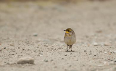 Motacilla tschutschensis Gmelin, 1789 東方黃鶺鴒