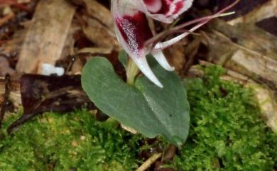 Corybas himalaicus (King & Pantl.) Schltr. 喜馬拉雅盔蘭