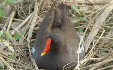 Gallinula chloropus chloropus (Linnaeus, 1758) 紅冠水雞