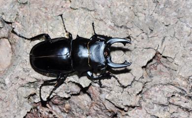 Odontolabis siva parryi Boileau, 1905 鬼艷鍬形蟲