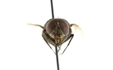 Lucilia hainanensis Fan, 1965 海南綠蠅