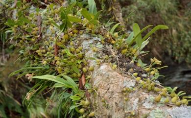 Bulbophyllum umbellatum 傘花捲瓣蘭