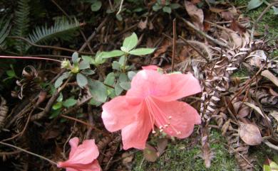 Rhododendron simsii Planch. 唐杜鵑