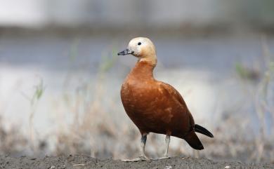 Tadorna ferruginea (Pallas, 1764) 瀆鳧