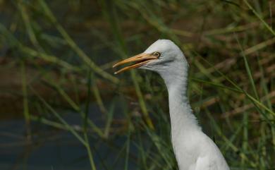 Bubulcus ibis coromandus 黃頭鷺