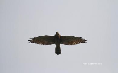 Accipiter trivirgatus formosae Mayr, 1949 鳳頭蒼鷹(台灣特有亞種)