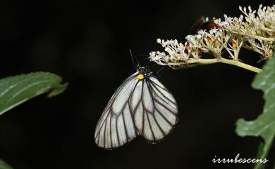 Aporia genestieri insularis Shirozu, 1959 白絹粉蝶