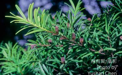 Tsuga chinensis var. formosana 臺灣鐵杉