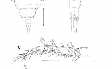 Cholomyzon tubastraeae Cheng, Dai & Chang, 2011 圓星萎肢珊虱