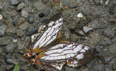 Cyrestis thyodamas formosana Fruhstorfer, 1898 網絲蛺蝶