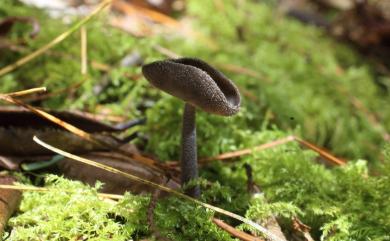 Helvella 馬鞍菌屬