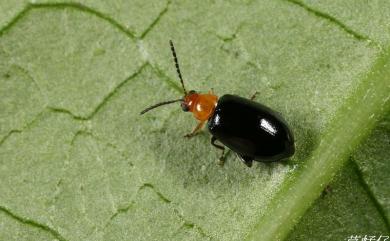 Luperomorpha sasajii Kimoto, 1970 佐佐木寡毛葉蚤