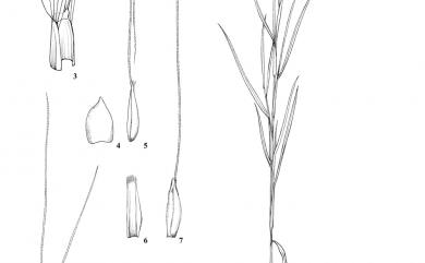 Pogonatherum crinitum 金絲草