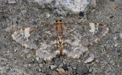 Monocerotesa coalescens Bastelberger, 1909 黑刮紋尺蛾