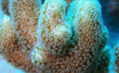 Sinularia nanolobata Verseveldt, 1977 小葉指形軟珊瑚