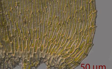 Taxiphyllum taxirameum (Mitt.) Fleisch., 1923 長葉鱗葉苔