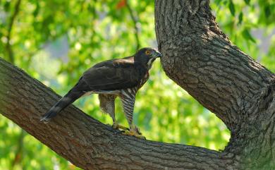 Accipiter trivirgatus formosae Mayr, 1949 鳳頭蒼鷹(台灣特有亞種)