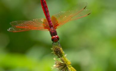 Trithemis aurora (Burmeister, 1839) 紫紅蜻蜓