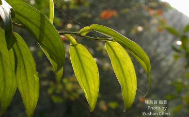 Pothos chinensis (Raf.) Merr. 柚葉藤