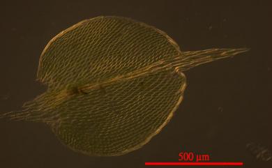 Hypopterygium japonicum Mitt., 1864 東亞孔雀苔