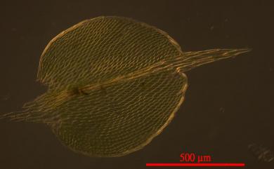 Hypopterygium japonicum 東亞孔雀苔