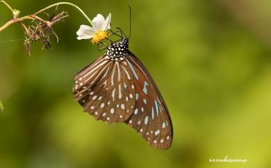 Tirumala septentrionis (Butler, 1874) 小紋青斑蝶