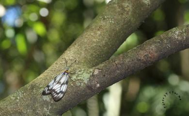 Milleria formosana contradicta (Inoue, 1991) 蓬萊螢斑蛾