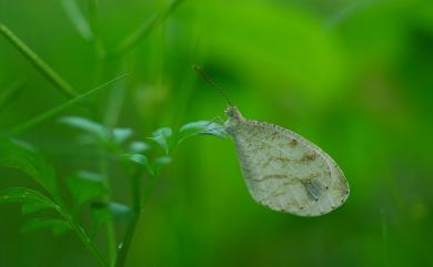 Leptosia nina niobe 纖粉蝶