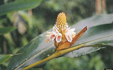 Alpinia pricei var. sessiliflora 阿里山月桃