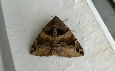 Bastilla simillima (Guenee, 1852)