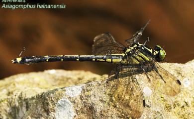 Asiagomphus hainanensis (Chao, 1953) 海南春蜓