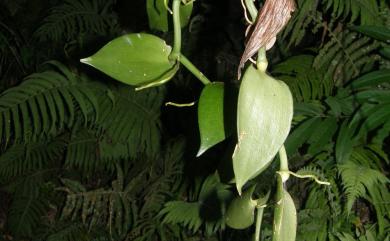 Vanilla albida Blume 臺灣梵尼蘭