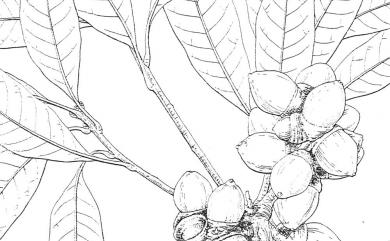 Lithocarpus hancei (Benth.) Rehder 三斗石櫟
